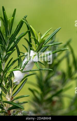 Der Kuckuck spuckt im Frühling auf einen Rosmarinbusch Stockfoto