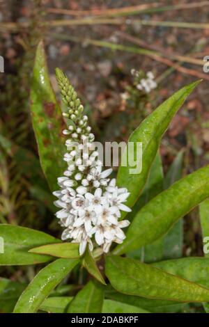 Lysimachia Clethroides Blütenstachel, weiße Blumen und Laub, natürliches Blumenportrait Stockfoto