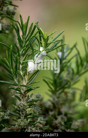 Der Kuckuck spuckt im Frühling auf einen Rosmarinbusch Stockfoto