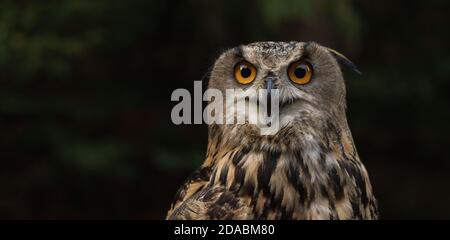 Porträt einer eurasischen Adlereule, die auf die Kamera schaut Stockfoto