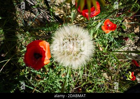 Taraxacum officinale, der gewöhnliche Löwenzahn, ist eine blühende krautige Staudenpflanze der Familie Asteraceae Stockfoto