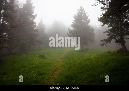 Moody Forest im Nebel. Col de Mantet, Pyrenees Orientales, Frankreich Stockfoto