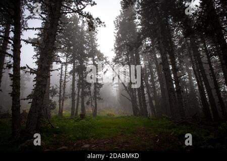 Moody Forest im Nebel. Col de Mantet, Pyrenees Orientales, Frankreich Stockfoto