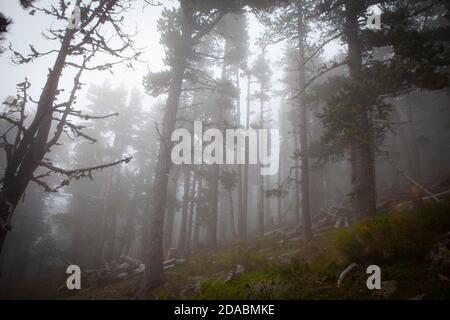 Moody Forest im Nebel. Col de Mantet, Pyrenees Orientales, Frankreich Stockfoto