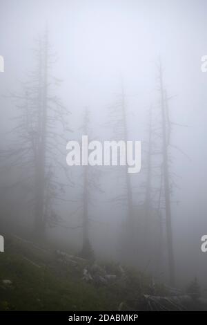 Moody Forest im Nebel. Col de Mantet, Pyrenees Orientales, Frankreich Stockfoto