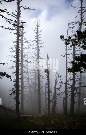 Moody Forest im Nebel. Col de Mantet, Pyrenees Orientales, Frankreich. Réserve Naturelle nationale de Mantet . Stockfoto