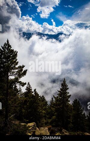 Moody Forest im Nebel. Col de Mantet, Pyrenees Orientales, Frankreich Stockfoto