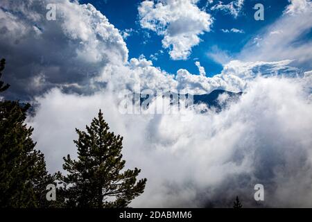 Moody Forest im Nebel. Col de Mantet, Pyrenees Orientales, Frankreich Stockfoto