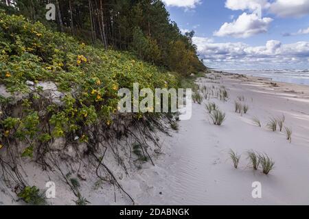 Düne am Strand der Weichsel Spit zwischen Katy Rybackie und Skowronki Dörfer, Bucht von Danzig in der Ostsee, Polen Stockfoto