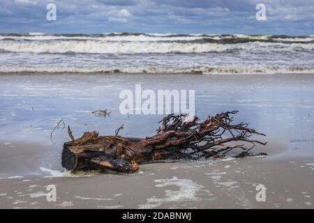 Baumstumpf am Strand der Weichsel Spit zwischen Katy Rybackie und Skowronki Dörfer, Bucht von Danzig in der Ostsee, Polen Stockfoto