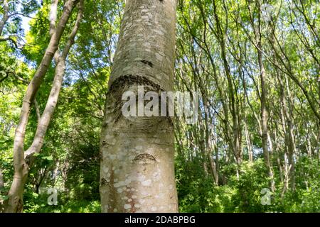 Auge, Augenbraue und Gesicht der Weisheit auf einer Birke im Frühjahr beleuchtet Stadtwald mit Bäumen im Hintergrund Stockfoto