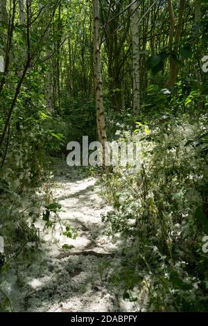 Saisonale weiße flauschige Samen von weiblichen Pappelbäumen bedecken die Boden in der Gemeinschaft Wald von Silber Birke Bäume im Sommer Zeit in England Stockfoto