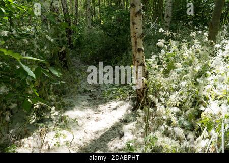 Saisonale weiße flauschige Samen von weiblichen Pappelbäumen bedecken die Boden in der Gemeinschaft Wald von Silber Birke Bäume im Sommer Zeit in England Stockfoto