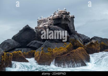 Kleine Insel, wo viele blaufüßige booby und Absturz Wellen Stockfoto