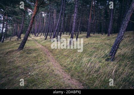 Waldweg bei Katy Rybackie an der Weichselspinne, Landstrich trennt die Bucht von Danzig in der Ostsee und die Weichsellagune in Polen Stockfoto