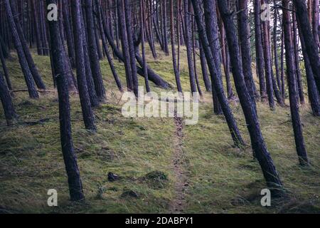 Waldweg bei Katy Rybackie an der Weichselspinne, Landstrich trennt die Bucht von Danzig in der Ostsee und die Weichsellagune in Polen Stockfoto