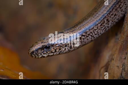 Macro of the Head of A Slow Worm, Anguis fragilis, bewegt sich durch Blätter auf dem Waldboden, Hampshire UK Stockfoto