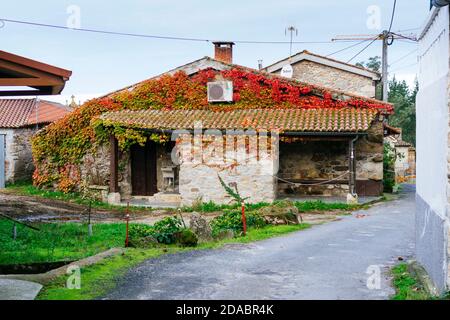 Typisch galizisches Haus mit Efeu an der Wand, die Herbstfarben sieht. Französischer Weg, Jakobsweg. San Xulián do Camiño,Palas de Rei, Lugo, Galicien, Stockfoto