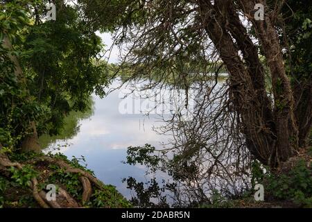 Blick über Süßwasser noch Angeln See für Angler eingerahmt von Bäumen, Blättern und Baumstämmen in der Sommerzeit Stockfoto