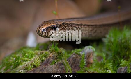 Makrokopf Aufnahme EINES gewöhnlichen langsamen Wurms, Anguis fragilis, der sich durch Moos auf dem Waldboden bewegt. Hampshire UK Stockfoto