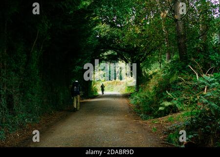 Tunnel der Vegetation auf dem Weg durch die Wälder von Galicien. Französischer Weg, Jakobsweg. In der Nähe von Mellid - Melide, A Coruña, Galicien, Spanien, Europ Stockfoto