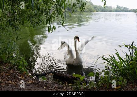 Weißer Schwan mit Flügeln, die sich im Angelsee mit flatternden Flügeln ausbreiten Mit Wellen im Wasser neben Bäumen in England Stockfoto