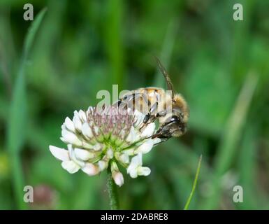 Nahaufnahme der Honigbiene, die auf einer Kleeblüte bestäubt Unscharfer Hintergrund Stockfoto