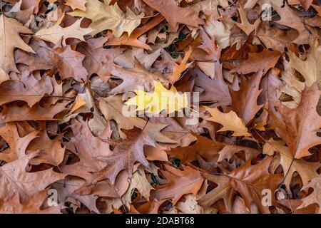 Gefallene herbstliche Blätter in Pole Mokotowskie - Mokotow Feldpark in Warschau-Stadt, Polen Stockfoto