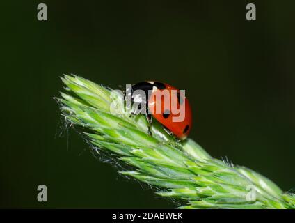 Nahaufnahme eines Siebenpunkt-Marienkäfer auf einem Blatt Stockfoto