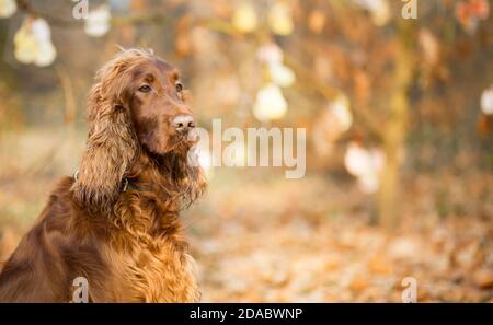 Schöne niedliche rot braun Irish Setter Haustier Hund suchen in Der Herbst vergeht Stockfoto