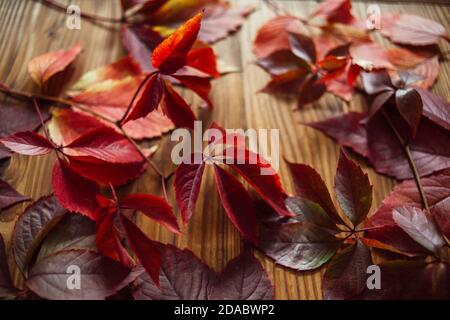 Zweige der roten Herbstblätter der wilden Trauben auf einem hölzernen Hintergrund. Stockfoto