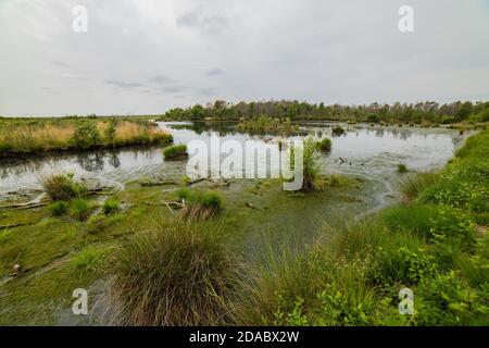 Weitläufiger Blick auf die vernästen Gebiete des großen Moores bei Goldenstedt. Das Moor zeichnet sich durch eine reiche Flora und Fauna wie den Sonnentau aus. Stockfoto