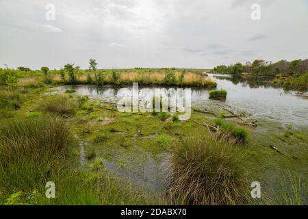 Weitläufiger Blick auf die vernästen Gebiete des großen Moores bei Goldenstedt. Das Moor zeichnet sich durch eine reiche Flora und Fauna wie den Sonnentau aus. Stockfoto