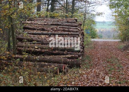 Frisch geschnittene Bäume im Wald, an der Seite einer Waldstraße Stockfoto