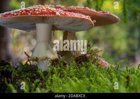 Nahaufnahme einer Fliegenagargruppe im Wald. Sehr tiefe Kameraposition blickt unter den Pilzhüten hervor. Stockfoto