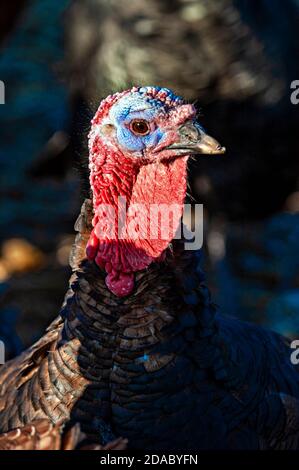 Copas Weihnachtsputen. Freiland Bronze Truthähne in Cookham, Berkshire, England, Großbritannien angehoben Stockfoto