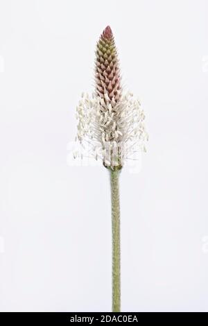 Hoary Wegerich (Plantago media) blüht vor weißem Hintergrund, Salisbury Plain, Wiltshire, UK, Mai. Stockfoto