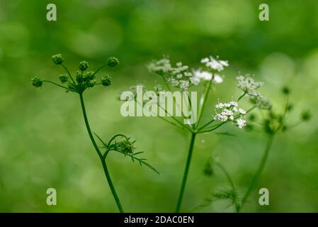 Pignut (Conopodium majus) blüht im Waldunterstock, Wiltshire, UK, Mai. Stockfoto