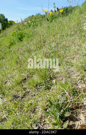 Fleckenkraut (Hieracium spilophaeum / Hieracium maculatum agg.) blüht auf einem Kalkgrashang, Bath und Northeast Somerset, Mai, UK. Stockfoto