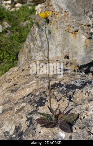 Fleckenkraut (Hieracium spilophaeum / Hieracium maculatum agg.) blühend auf einem Kalkstein-Gestein auf einem Kalkgrashang, Banes, UK Stockfoto