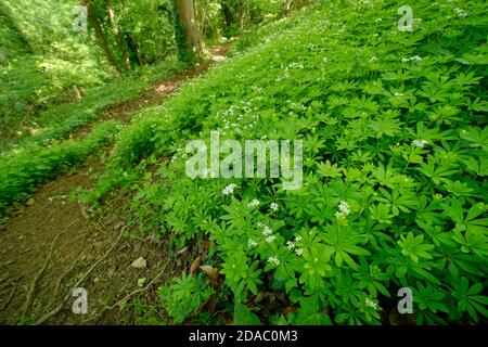 Süßer Waldmeister (Galium odoratum) Teppich blüht im alten Waldunterholz, Wiltshire, Großbritannien, Mai. Stockfoto