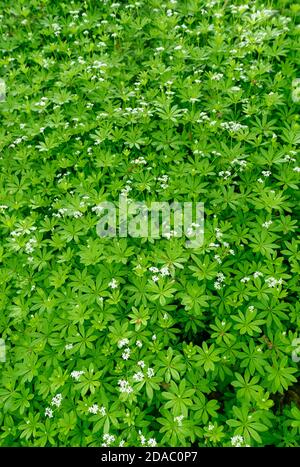 Süßer Waldmeister (Galium odoratum) Teppich blüht im alten Waldunterholz, Wiltshire, Großbritannien, Mai. Stockfoto