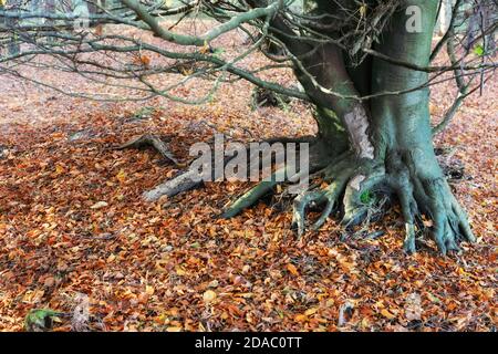 Buchenblätter auf dem Boden in einem Buchenwald mit Buchen; der Kings Forest im Herbst, Suffolk UK Stockfoto