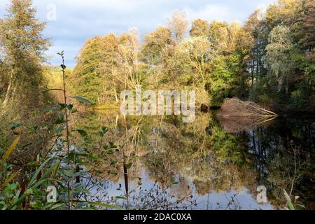 Lackford Lakes Nature Reserve, - Seen und Wälder in Suffolk Landschaft; Suffolk, East Anglia England Großbritannien Stockfoto