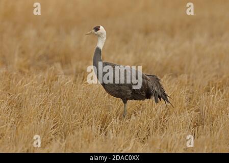 Hooded Crane (Grus monacha) Erwachsenen stehen im stoppel Feld Arasaki, Kyushu, Japan März Stockfoto