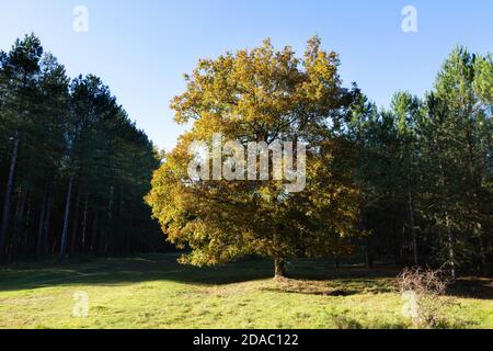 Eine englische Eiche ( Quercus Robur ) in Herbstfarben wächst in King's Forest, mit blauem Himmel, Suffolk UK Stockfoto