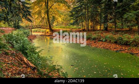 Herbst in Slochterbos (Slochter Forest). Der Wald ist Teil des Fraeylemaborg in Slochteren, in der Provinz Groningen, Niederlande. Stockfoto