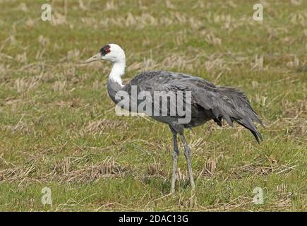 Hooded Crane (Grus monacha) Erwachsenen stehen im stoppel Feld Arasaki, Kyushu, Japan März Stockfoto