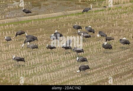 Hooded Crane (Grus monacha) Herde auf Stoppeln Feld Arasaki Kran Sternwarte, Kyushu, Japan März Stockfoto