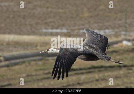 Hooded Crane (Grus monacha) Erwachsene im Flug Arasaki, Kyushu, Japan März Stockfoto